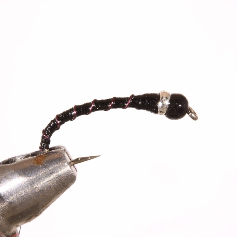 Banded Midge - Zebra - Image 2